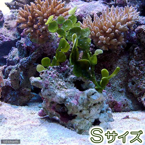 水草  海藻  サンゴ 61yh1oJ5TRL._UF350,350_QL50_.jpg